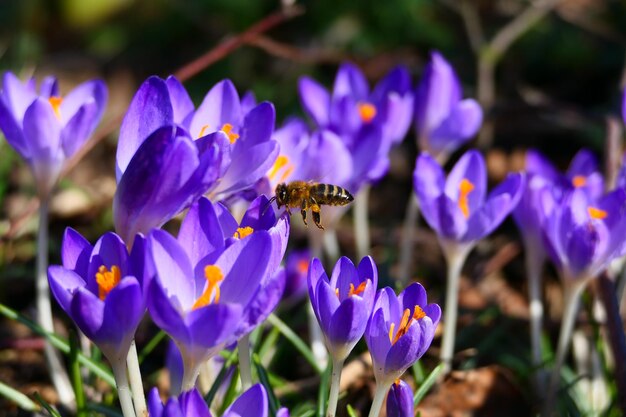 Bee on purple crocus springtime decadence