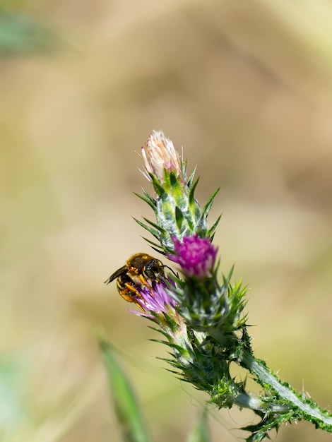 Bee on a purple dandelion flower