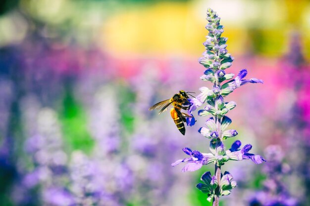보라색 꽃과 흐릿한 정원 배경에 꿀벌