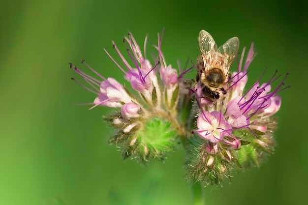 Bee on a purple flower Closeup Copy space