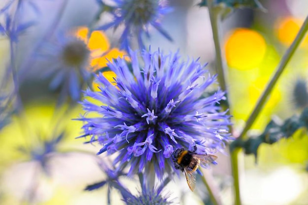 a bee on a purple flower