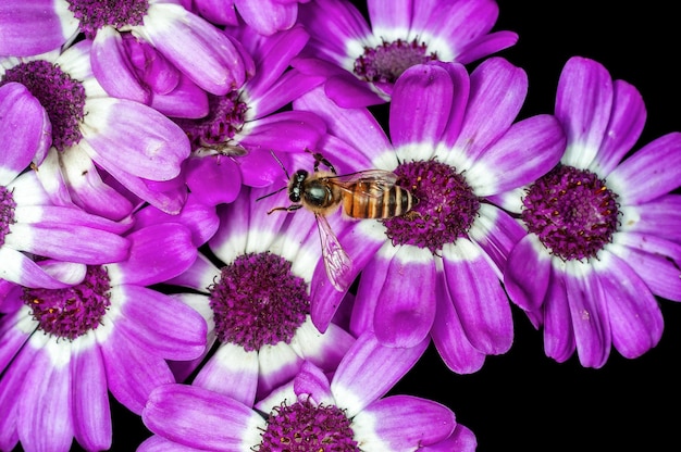 紫色の花の蜂
