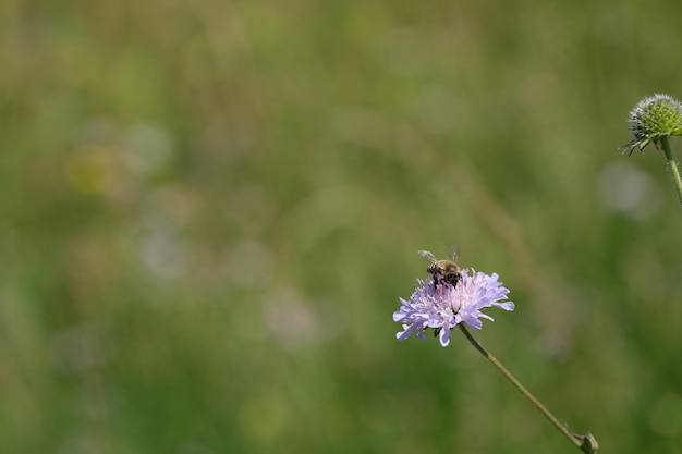 自然の自然な緑の背景に紫のワイルドフラワーに蜂