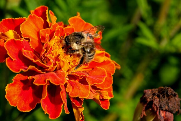 A bee on a red flower collects nectar and pollen close-up macro photography