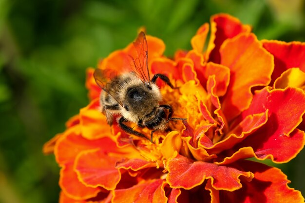 A bee on a red flower collects nectar and pollen close-up macro photography