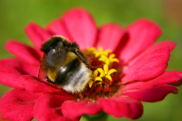 Bee on red flower