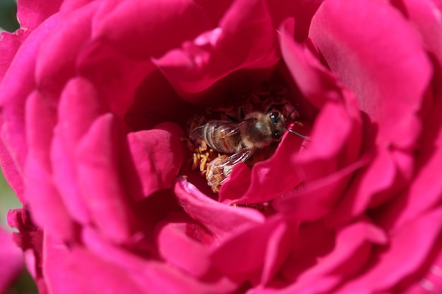 Пчела отдыхает на розовой розе