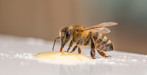 Bee's Ballet Graceful Movements on a Pure White Stage