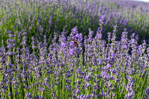 ミツバチはラベンダの畑の花の上に座った.