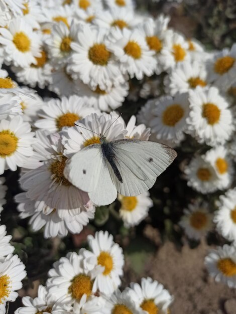 白い菊の花にミツバチが座っていた