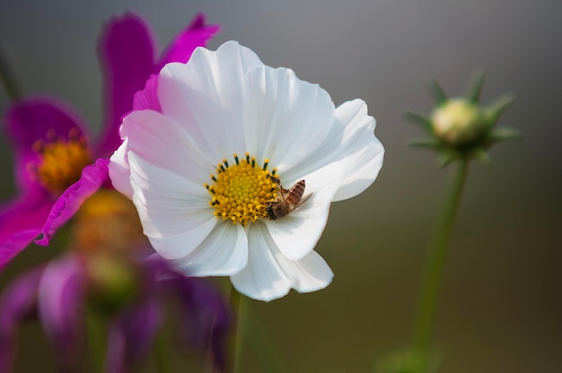 Foto sede dell'ape white cosmos in primo piano