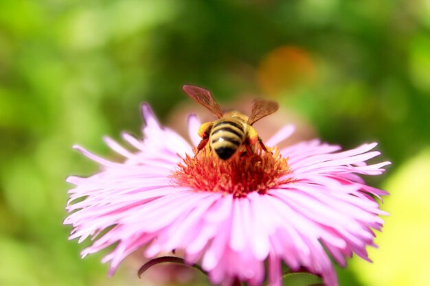 蜂はアスターに座って花蜜を集めます