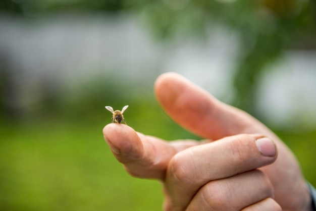 Bee sits on a finger from a beekeeper. Beekeeper holding finger bee lot.