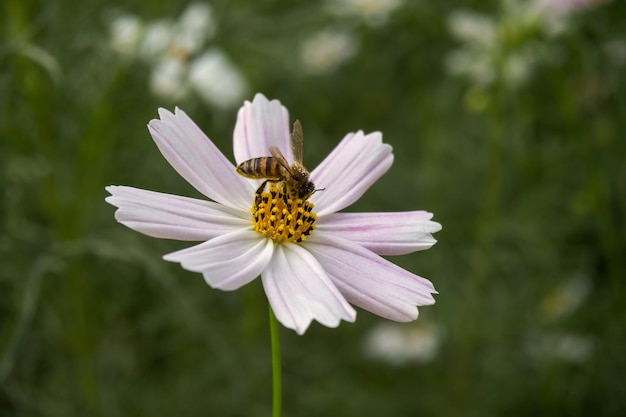 bee sits on a flower and collects pollen. lumps of pollen are clearly visible on bee, close up