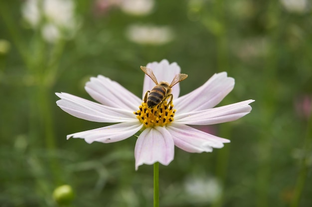 bee sits on flower and collects pollen, lumps of pollen are clearly visible on the bee