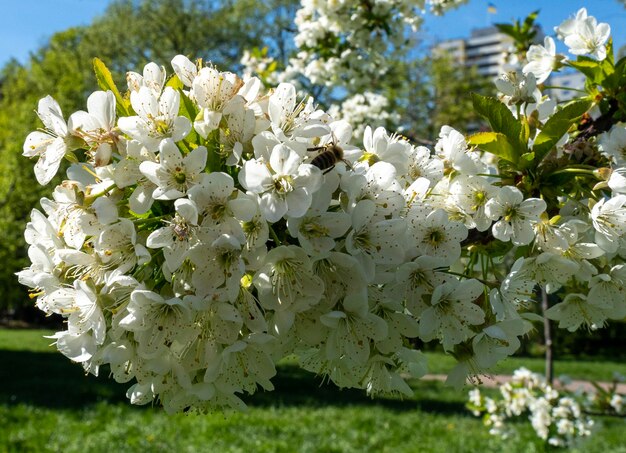 Photo a bee sits on a large branch of a cherry tree with white flowers in a city park