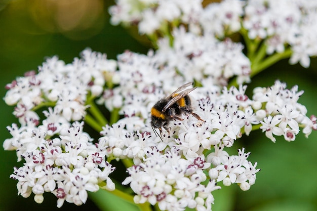 The bee sits on white flowers