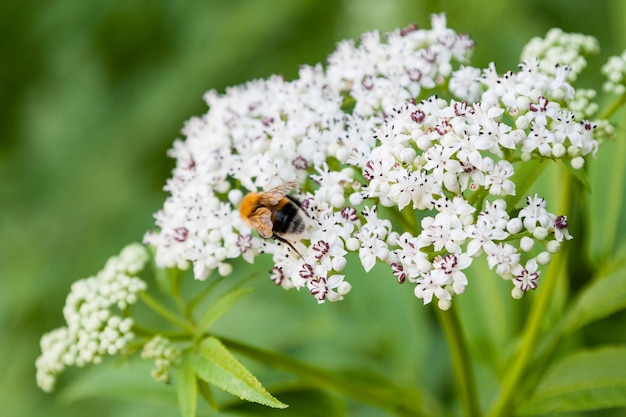 The bee sits on white flowers