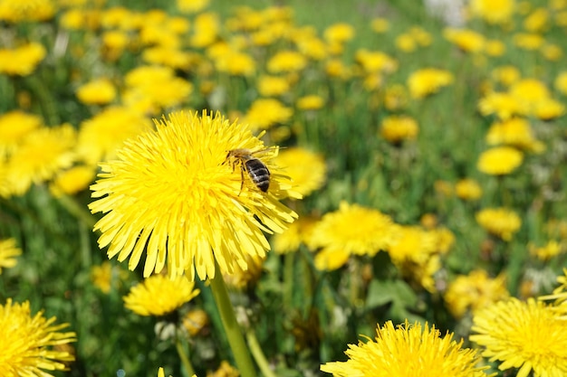 a bee sits on a yellow flower