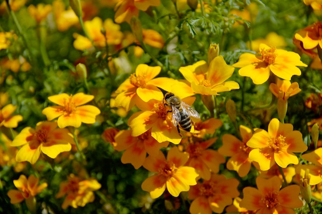 Bee sitting on marigold Tagetes