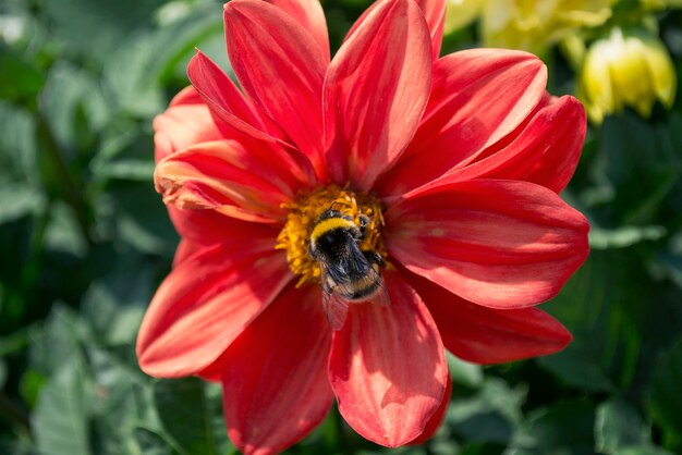 Bee sitting on red dahlia flower closeup