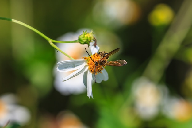 Пчела сидит на диком цветке