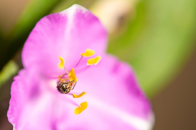 Bee small bee pollinating on beautiful lilac flower in a garden in Brazil selective focus