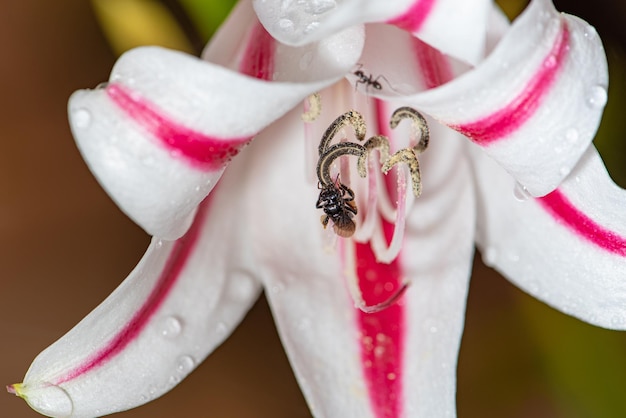 Пчела, маленькая пчела, опыляющая красивую лилию в Бразилии, выборочный фокус.