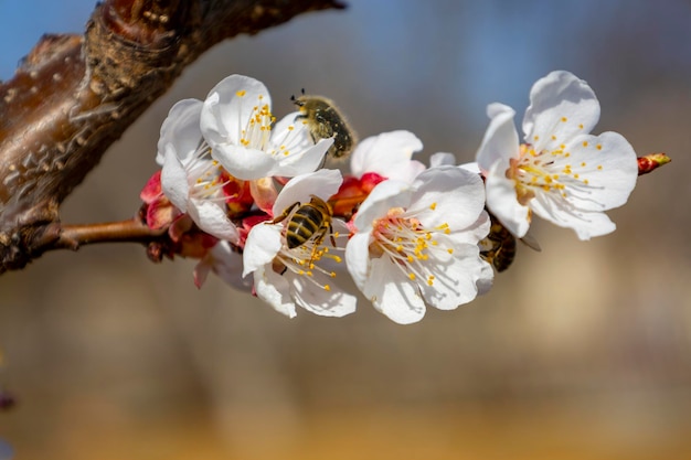 Bee on spring apricot flowers