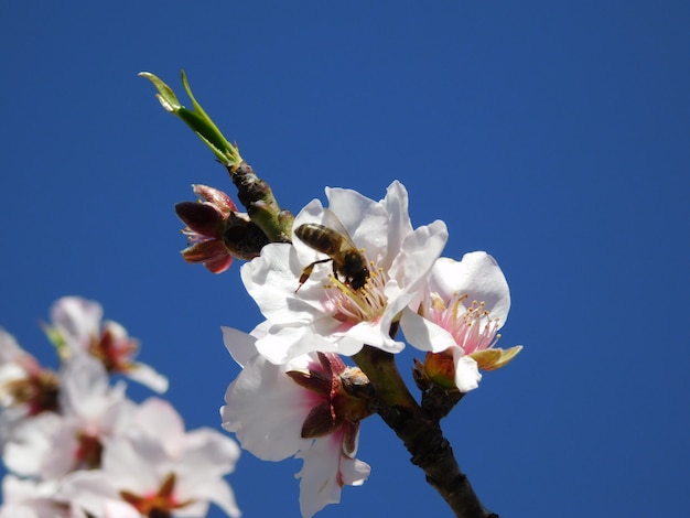 Foto ape e fiore di primavera