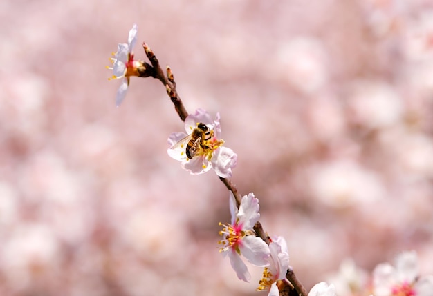 春の花に蜂