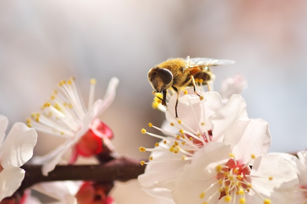 春の木のアプリコットの花に蜂