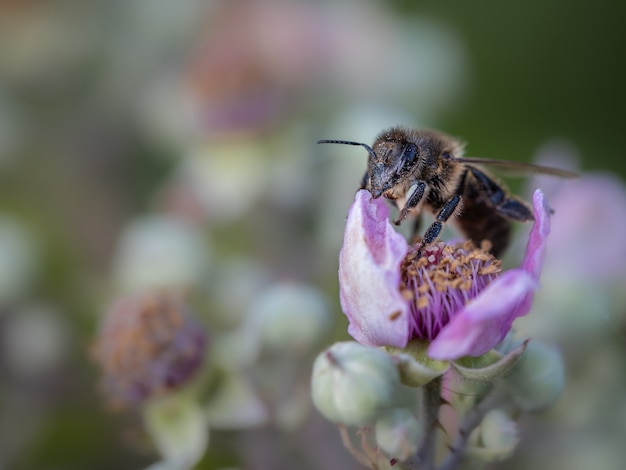Пчела сосет нектар из цветка.