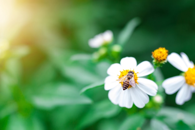 Bee sucking sweet nectar from flowers.