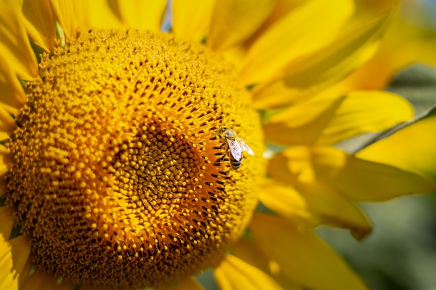 Bee on a sunflower against the blue sky. Banner. Narrow focus.