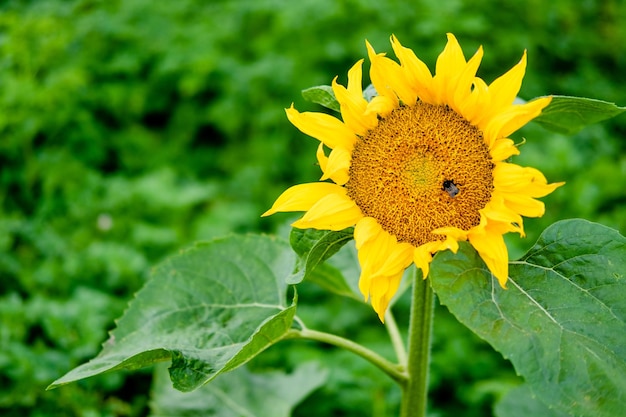 Bee on a sunflower big sunflower in nature big yellow flower