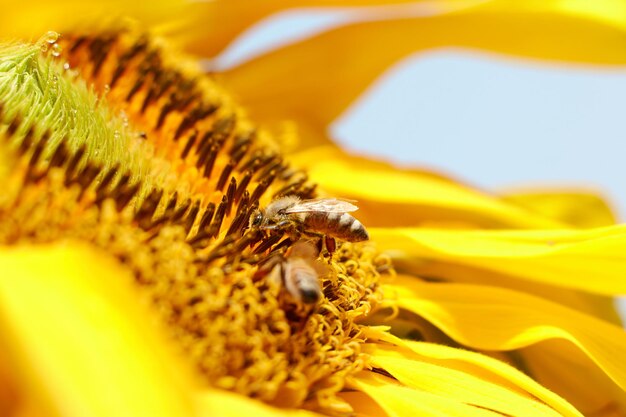 A bee on a sunflower with a bee on it