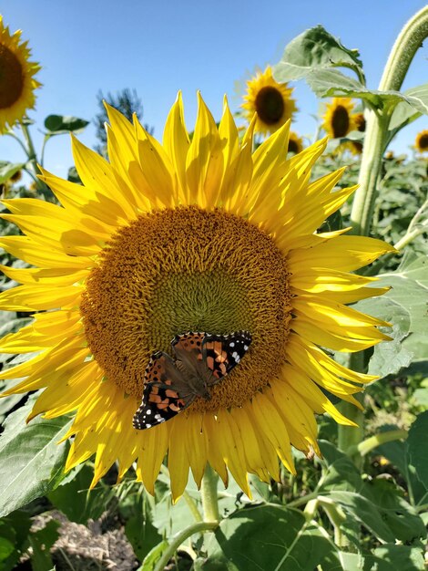 Bee on sunflower