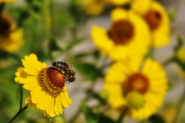 Bee on the sunflower