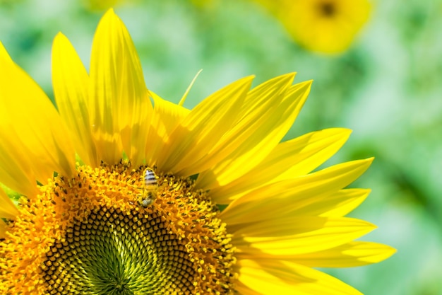 Bee on a sunflower