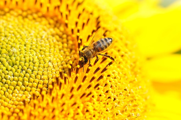 Bee on sunflower