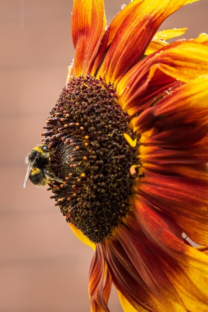 Bee on a sunflower