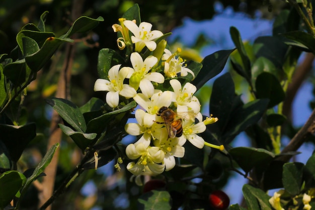 Photo bee taking nectar from flowers