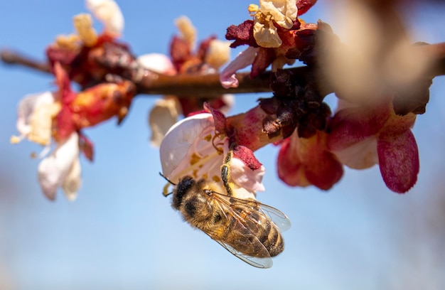 A bee that collects pollen from frozen apricot blossoms