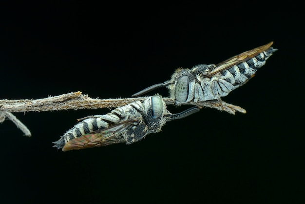 Photo bee on twigs in black background