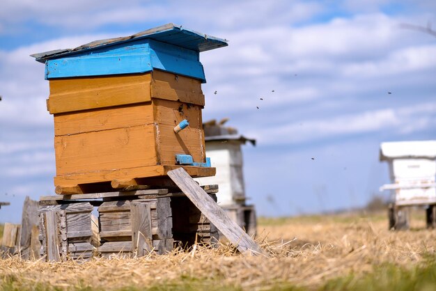 Bee ulii staat in de zomer in het veld