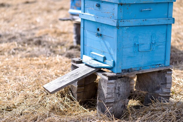 Bee ulii standing in field in summer