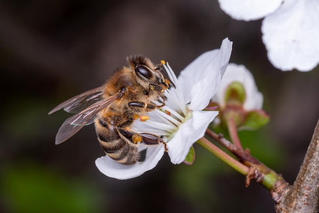 Bee verzamelt stuifmeel op de bloemen van een boom