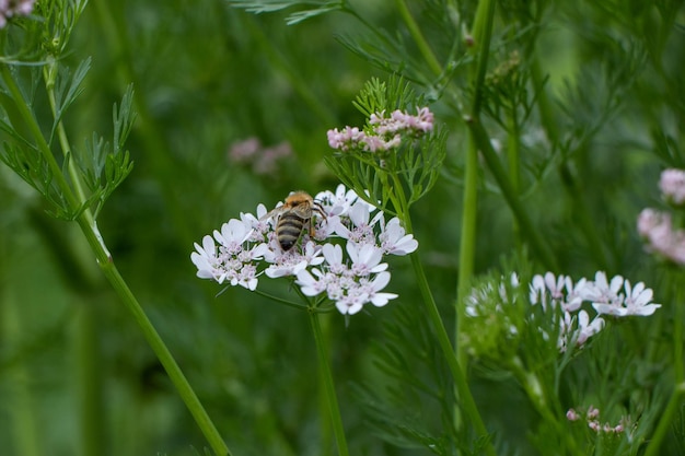 Foto bee verzamelt stuifmeel voor honing anijsbloemveld karwijbloem verse medicinale plant