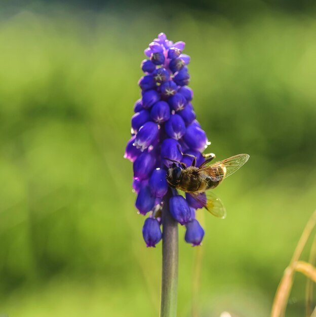 Bee on violet flowers in spring